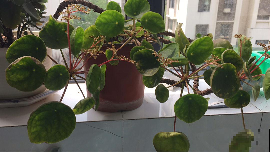 火爆海外的“中国植物”，国内当野草，国外当个宝