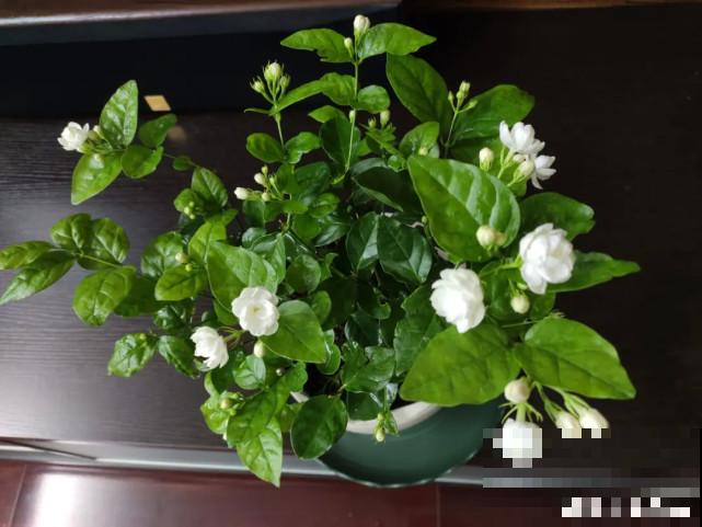 家里的“垃圾”留下，拿来养花效果好，颜值超高