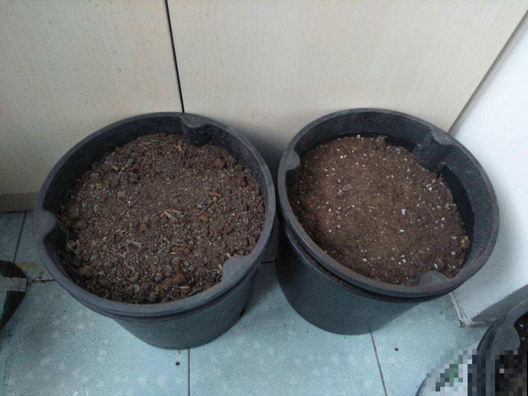 别只会用营养土，4种东西加土里，营养和透气性超级加倍