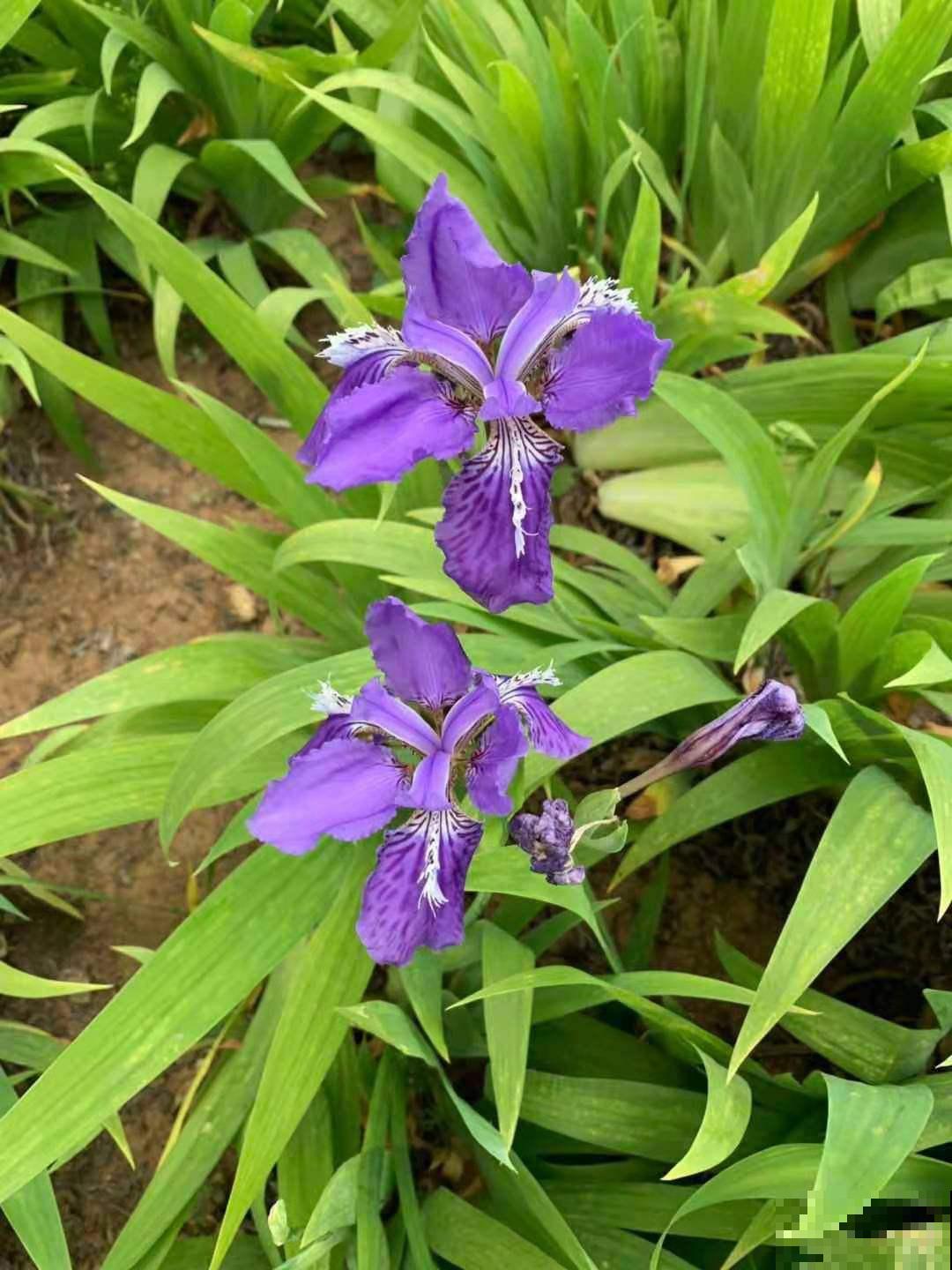 秋天土里埋个“洋葱头”，成活很容易，开出绝美花箭