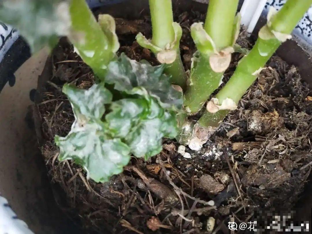 10种“怕晒花”，越晒死越快，半阴地儿反倒长得旺