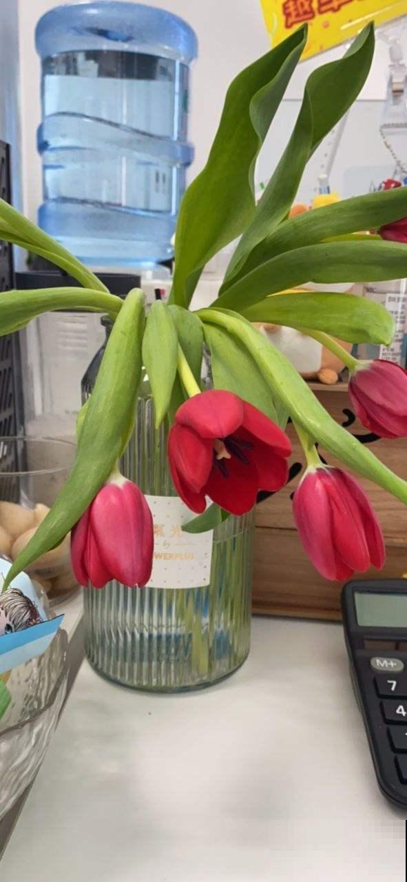 土里埋个“大杏仁”,冬天冻一冻,明年春天花开满园 土里埋个“大杏仁”,冬天冻一冻,明年春天花开满园