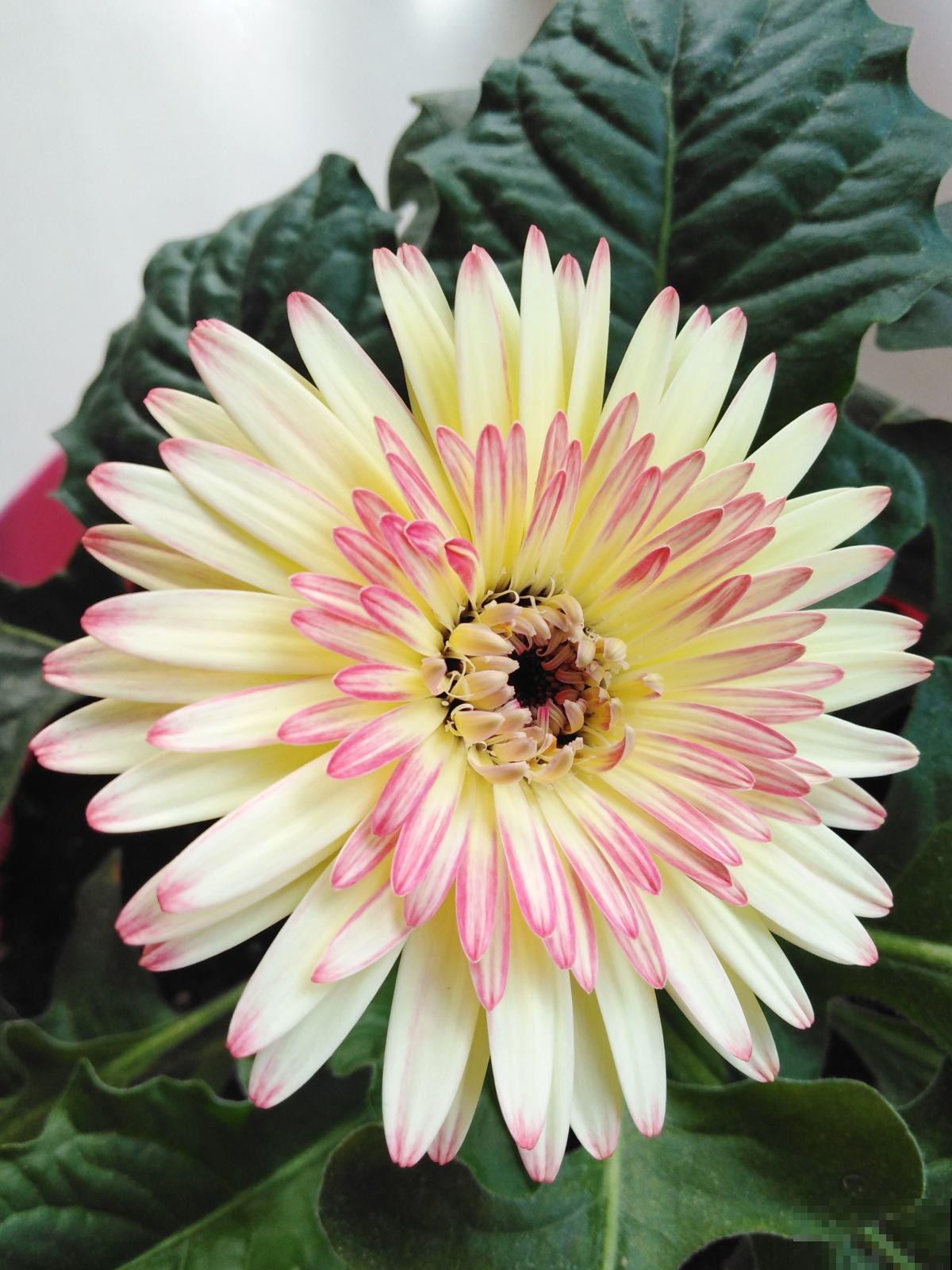 室内种点非洲菊，净化空气的小能手，还能“补贴家用”