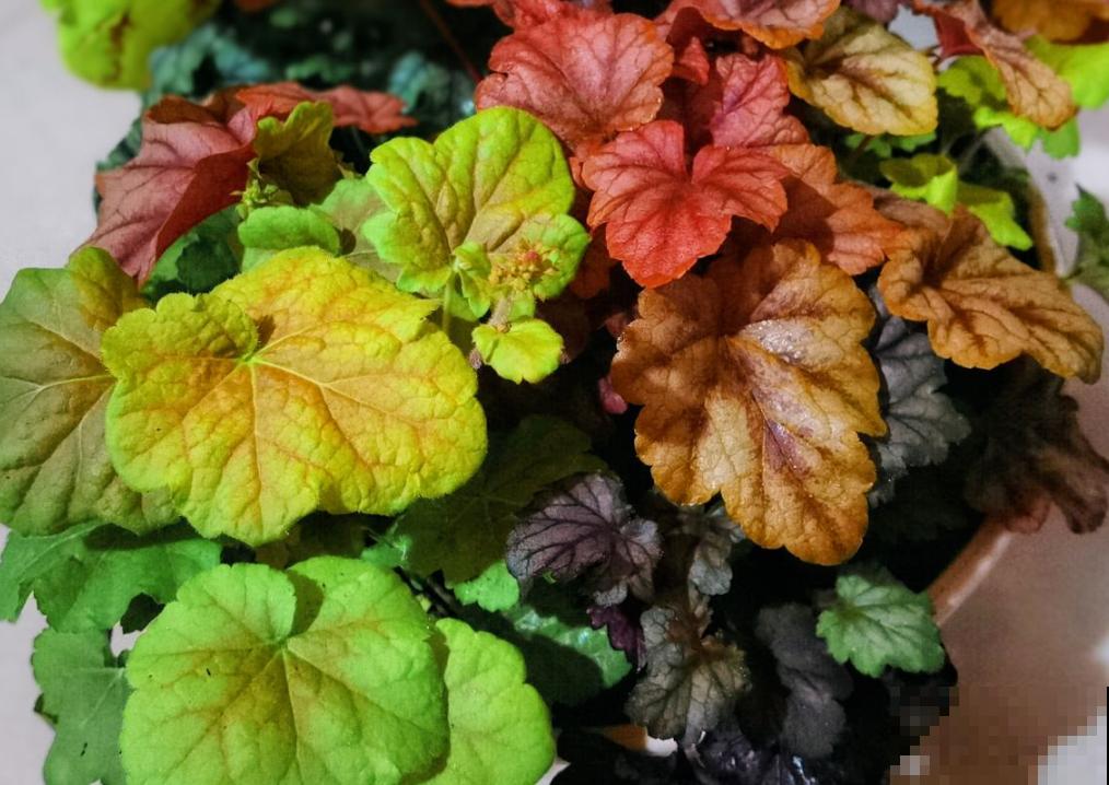 冬天就养一盆矾根，耐寒能力强，大东北地区也能活