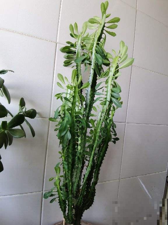 4种植物是“丑八怪”，养在家里安全感十足，有镇宅好兆头