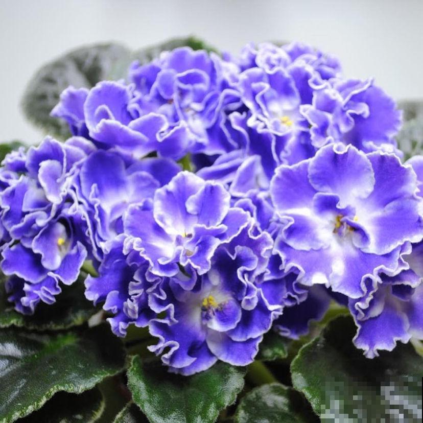 家里采光不好,就养5种“耐阴花”,不用晒太阳也能开爆盆 家里采光不好,就养5种“耐阴花”,不用晒太阳也能开爆盆