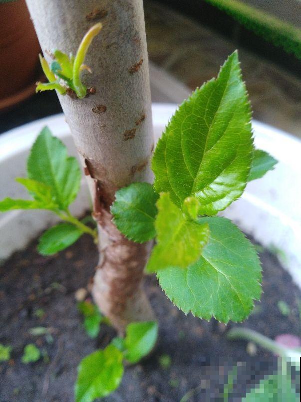 院子里不能种桑树，非常不吉利，这是迷信还是科学