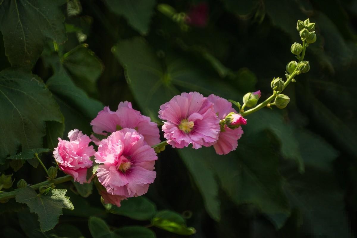 4种花农村很常见,如今城里十几块钱一把,贵得离谱 4种花农村很常见,如今城里十几块钱一把,贵得离谱