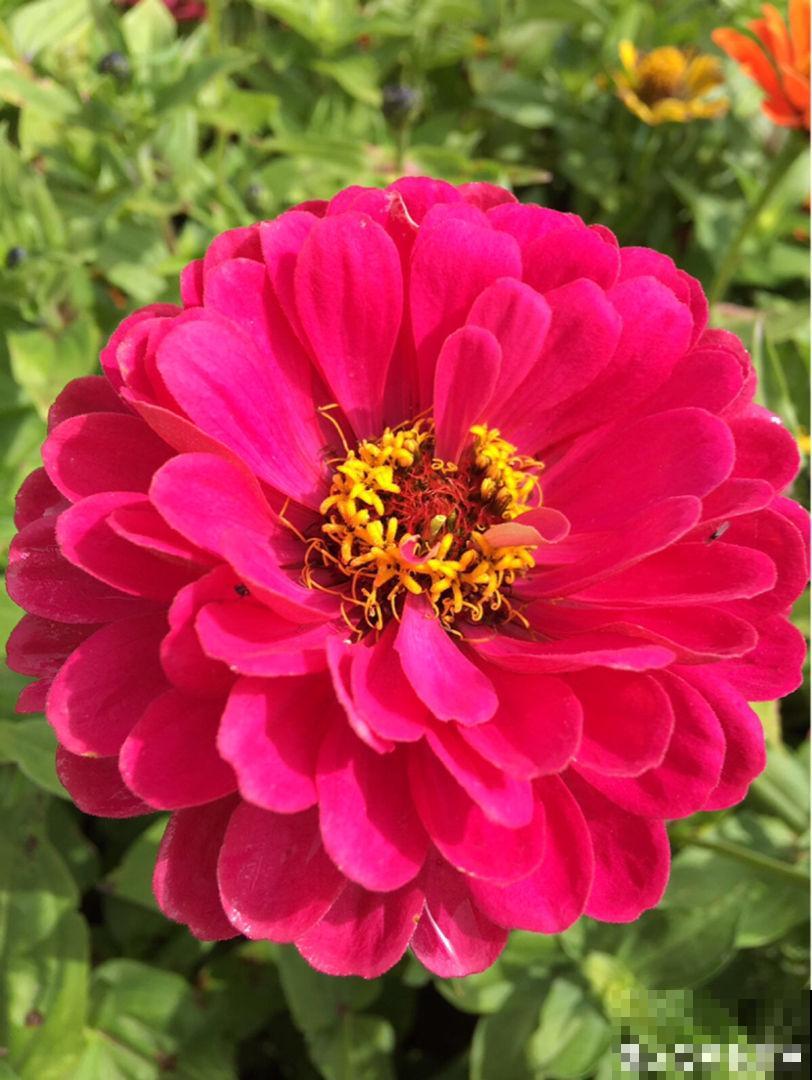 四季都能开花的植物,家里养一盆,一年四季有花看 四季都能开花的植物,家里养一盆,一年四季有花看