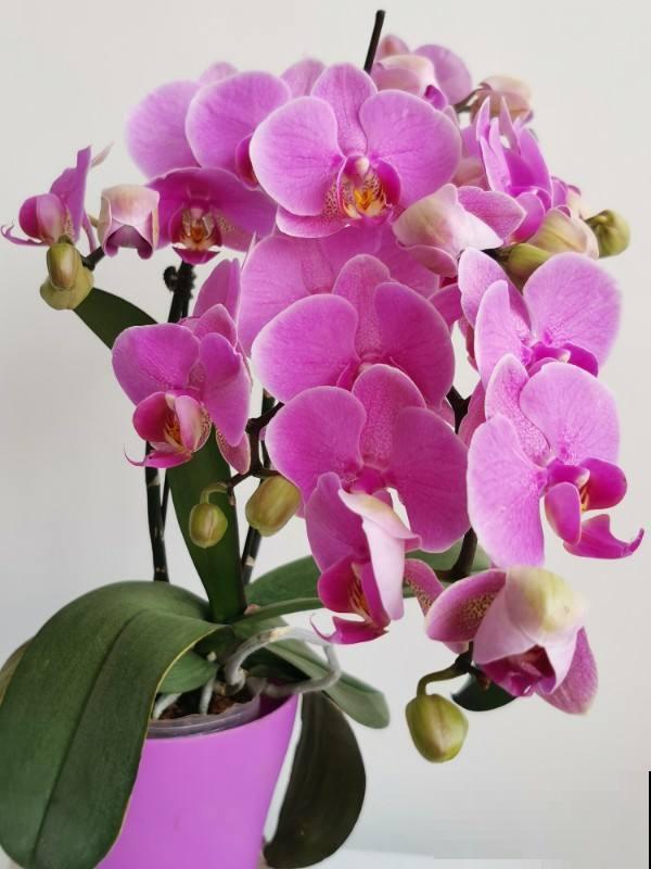 1种花满盆开出“小蝴蝶”，招财进宝寓意好，一年四季都开花