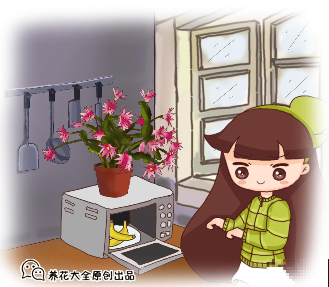 香蕉皮秒变“优质花肥”，老一辈传下来的老办法，花吃了“疯长”