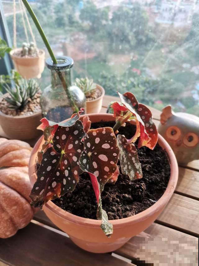 6种有格调的叶子花,室内养上它,气质十足贵气满满 6种有格调的叶子花,室内养上它,气质十足贵气满满