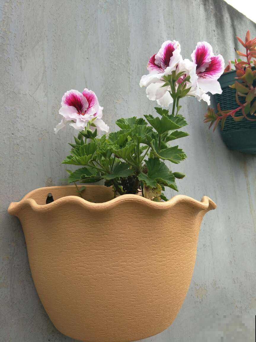 因为养花跟婆婆大吵一架，婆婆说家里养花“不吉利”，真是荒唐