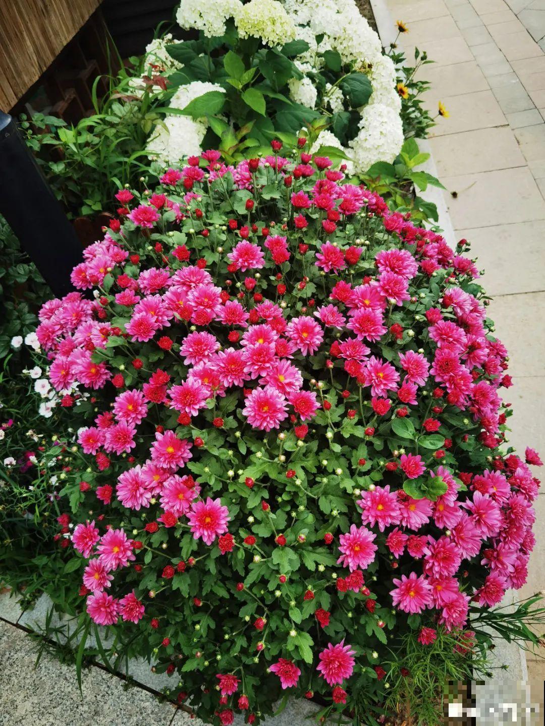 入秋一盆水,休眠的花“醒了”,猛长大花苞 入秋一盆水,休眠的花“醒了”,猛长大花苞