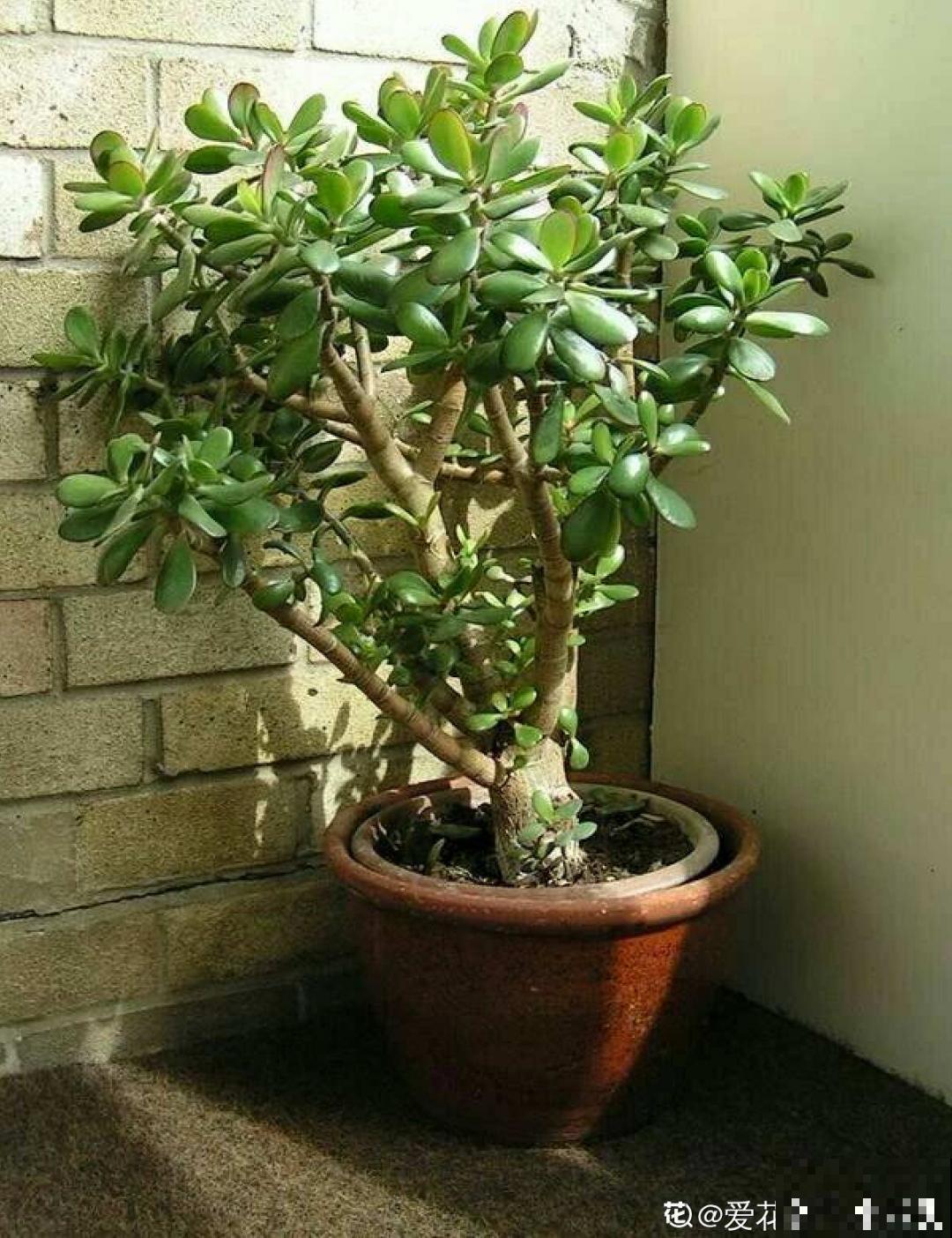 9种花特怕冷,现在赶紧套个袋,保暖很重要 9种花特怕冷,现在赶紧套个袋,保暖很重要