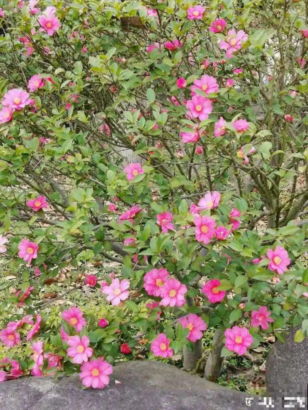 冬天常见的茶花，6个“毛病”经常犯，真难养