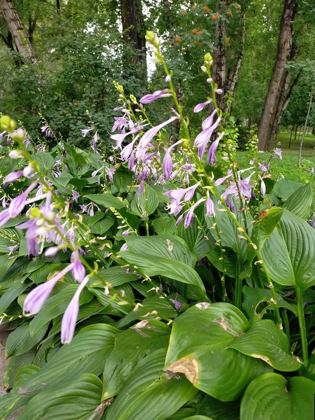 6种花是香水花，家里养1盆，满屋子香味