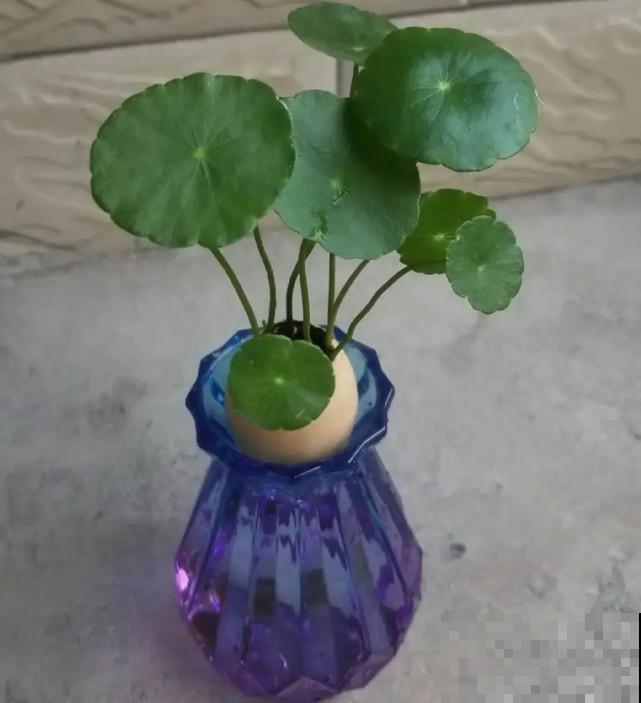 家里的“垃圾”留下，拿来养花效果好，颜值超高