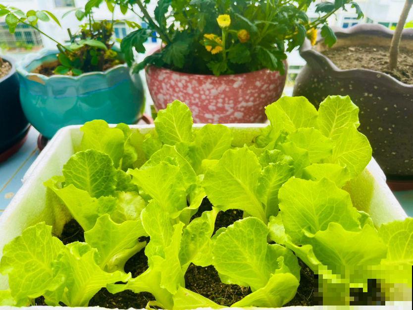 5种“大叶菜”,冬天冻不死寒冬腊月照样吃,家里养一盆正合适 5种“大叶菜”,冬天冻不死寒冬腊月照样吃,家里养一盆正合适