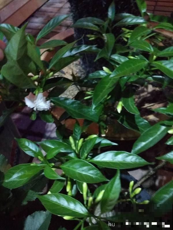 被花名限制的植物,光是听到名字,瞬间失去购买欲 被花名限制的植物,光是听到名字,瞬间失去购买欲