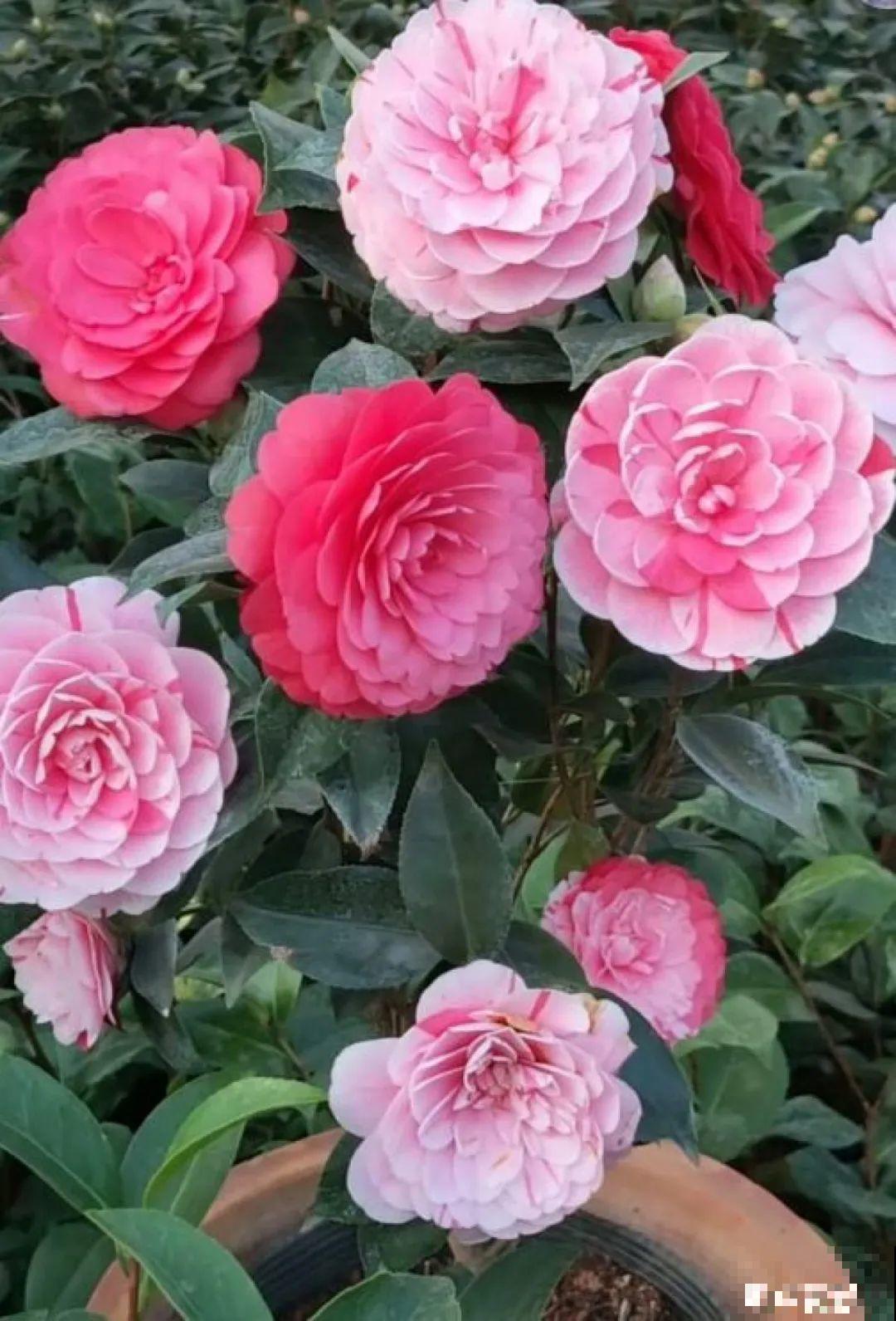 超爱“变颜色”的茶花，一树五色花，颜色艳丽赛牡丹