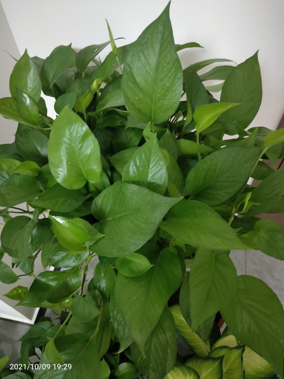 养绿萝就用这3种水，只需15天，长得又翠又绿