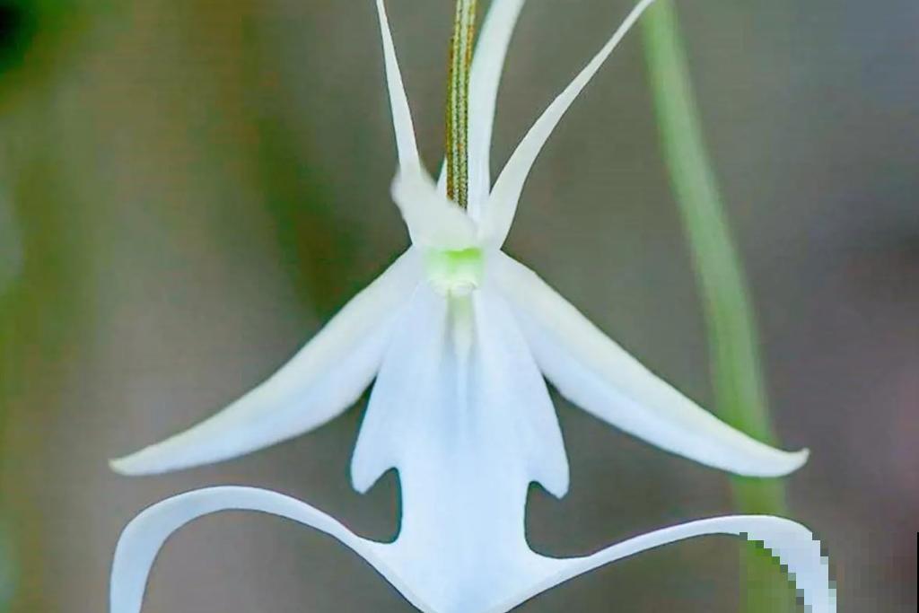 10种神秘的花，花市里，总能听到它的传说