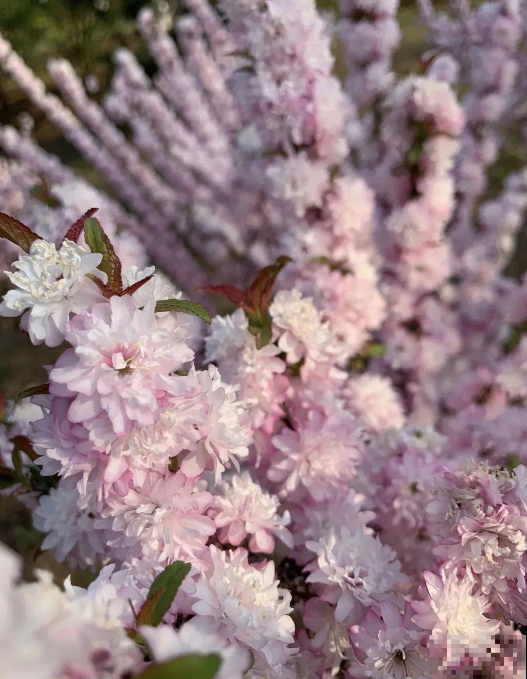 2米高的开花树，-30℃冻不死，大东北的院子都能养