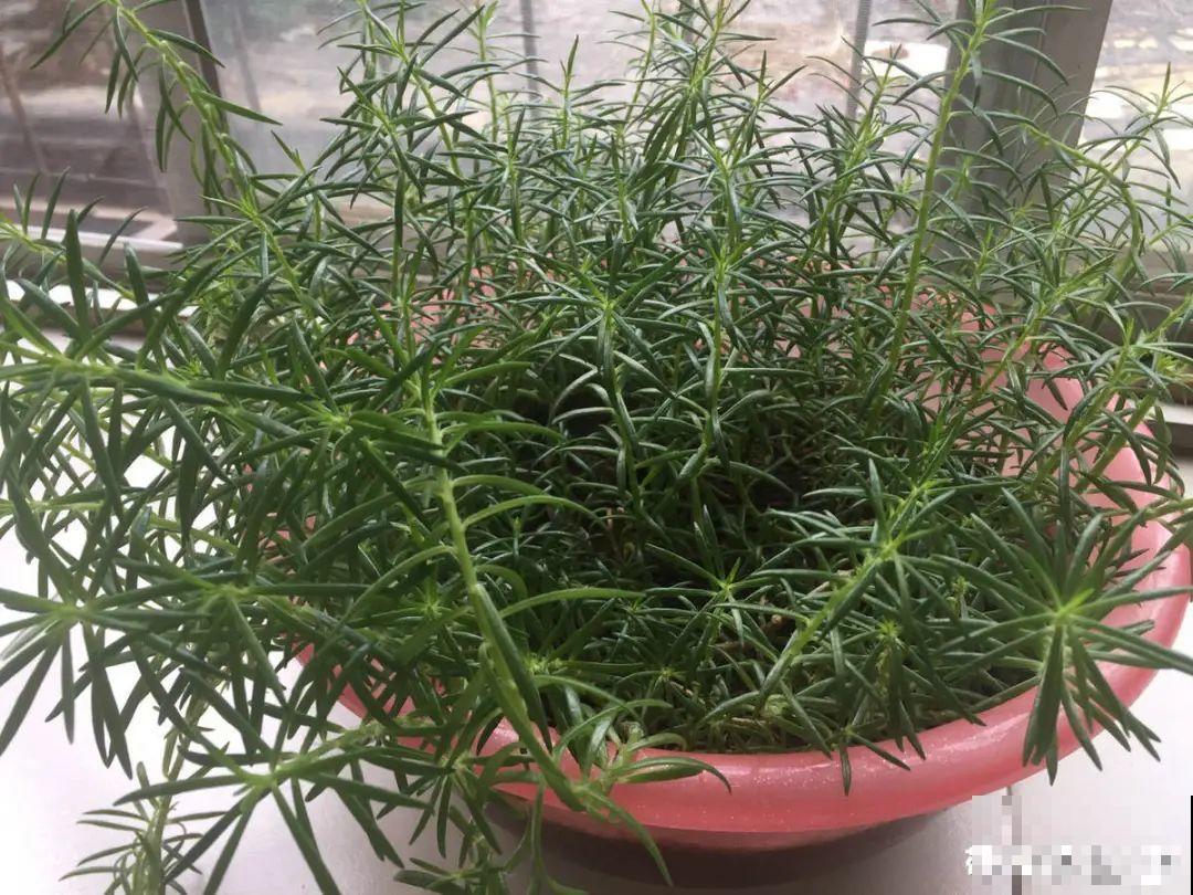 9种花特怕冷,现在赶紧套个袋,保暖很重要 9种花特怕冷,现在赶紧套个袋,保暖很重要