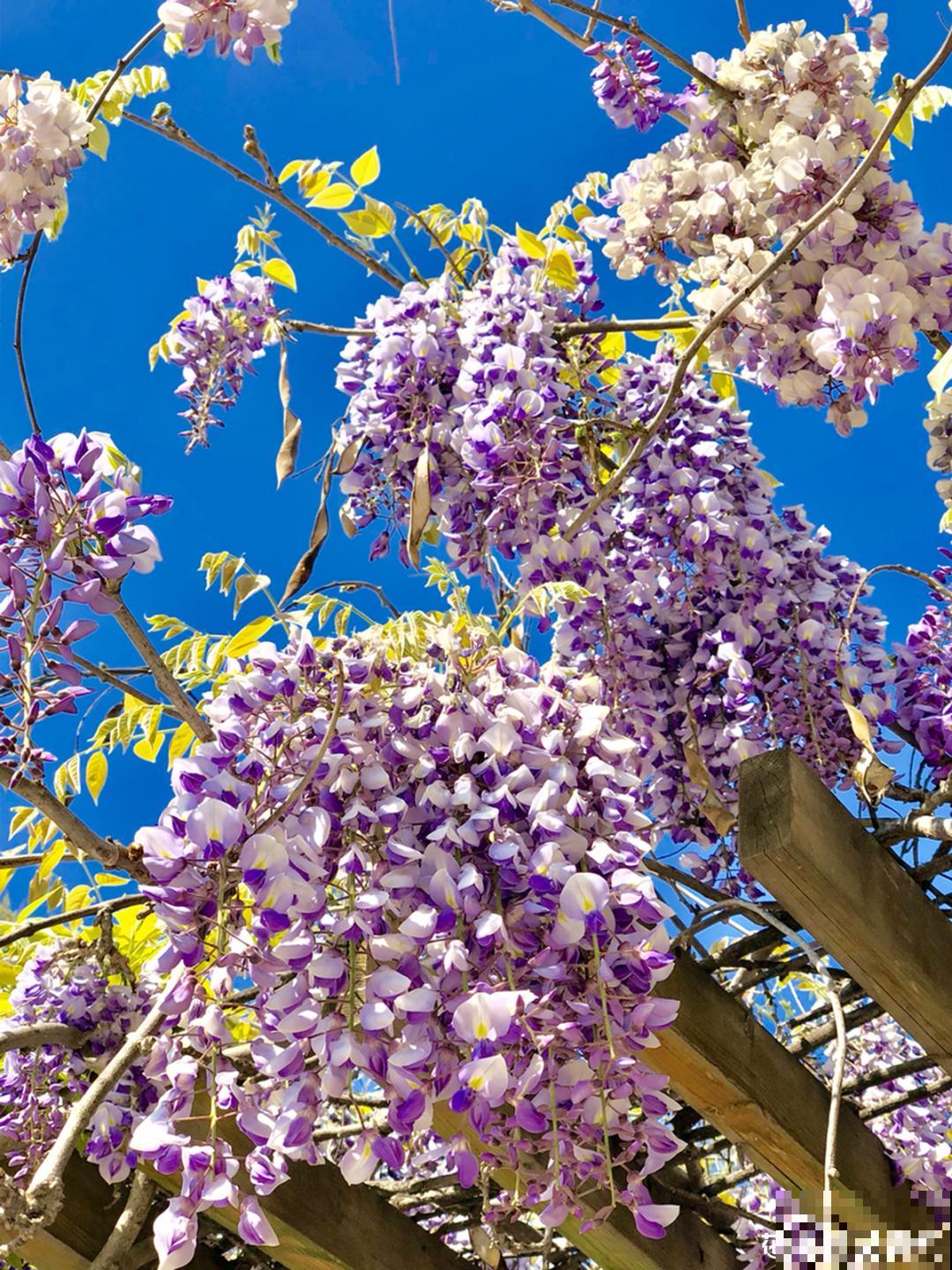 “寿命长”的10种花,寓意好,格调高,老人见了眉开眼笑! “寿命长”的10种花,寓意好,格调高,老人见了眉开眼笑!