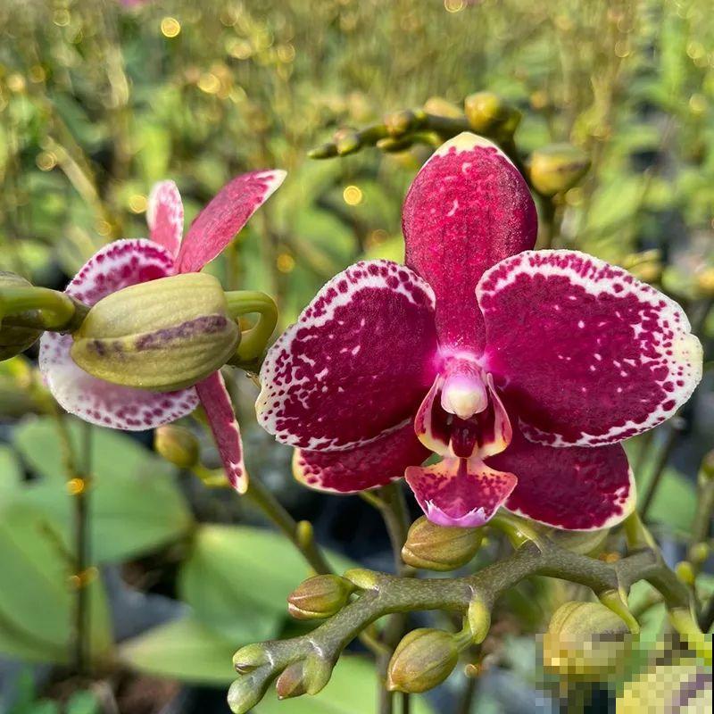 12月啦,快买“喜庆花”,能开3个月,下个月就涨价,别被 12月啦,快买“喜庆花”,能开3个月,下个月就涨价,别被