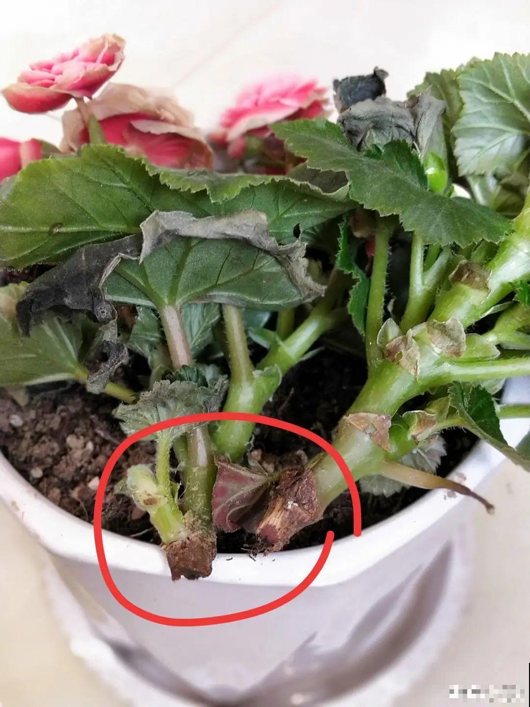 10种花，冬天别喷水，越喷越烂叶，变成光杆特丑