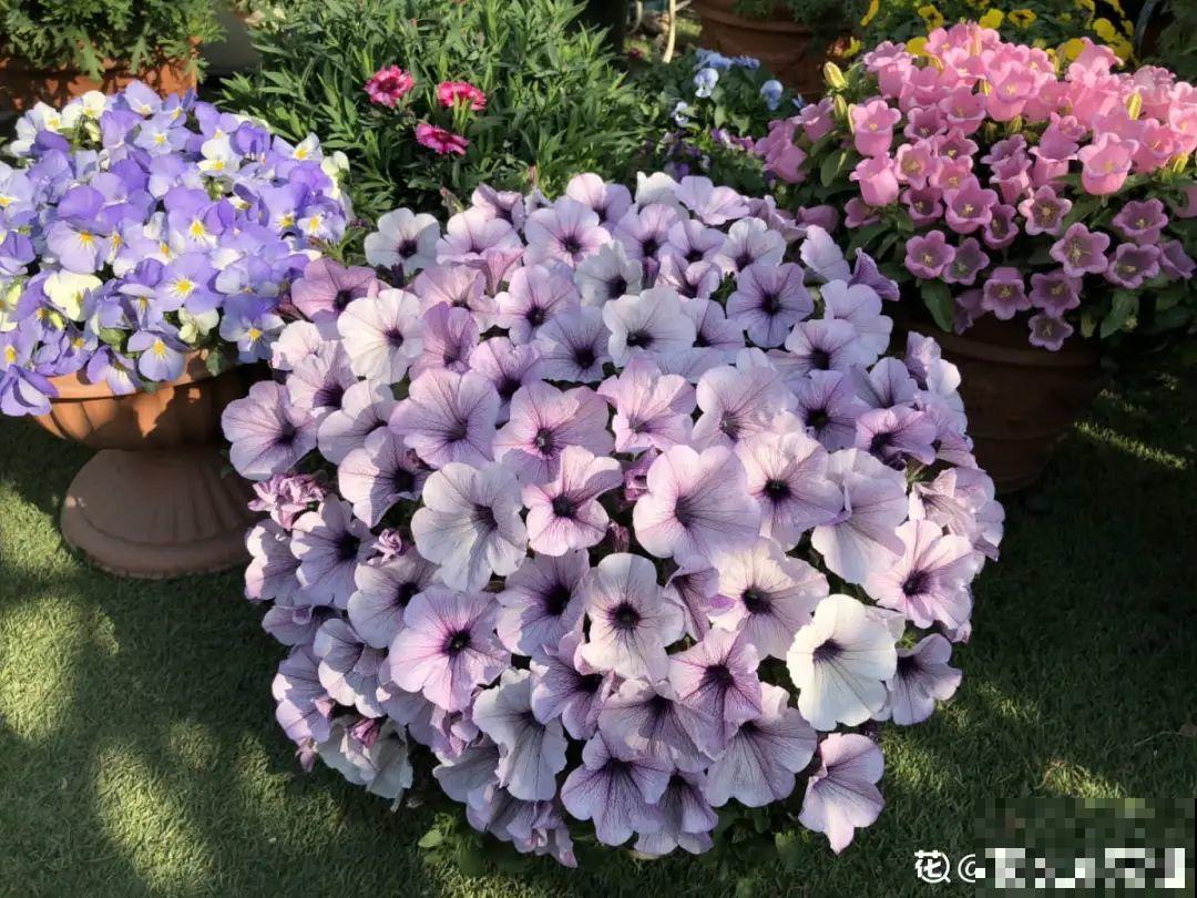 草花播种前，学会6个小妙招，全部都能活，齐刷刷冒新芽！