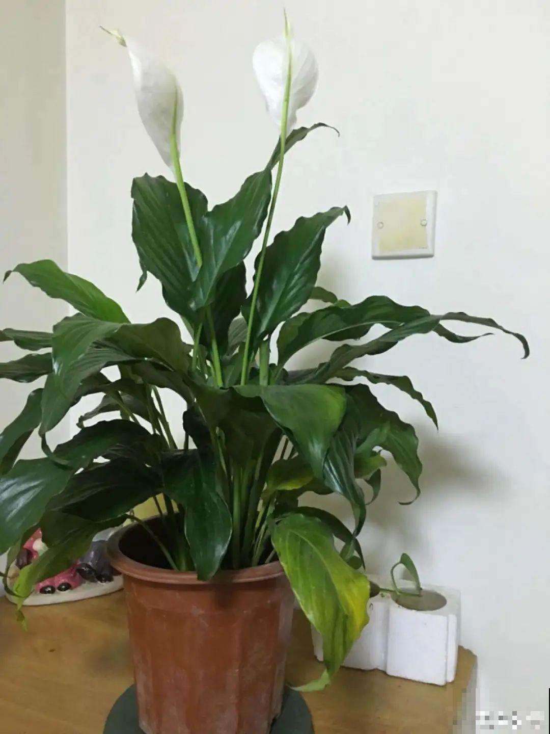 10种“怕晒花”，越晒死越快，半阴地儿反倒长得旺