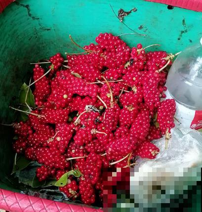 东北花虽少，但中草药一抓一大把，价值一下子就上去了