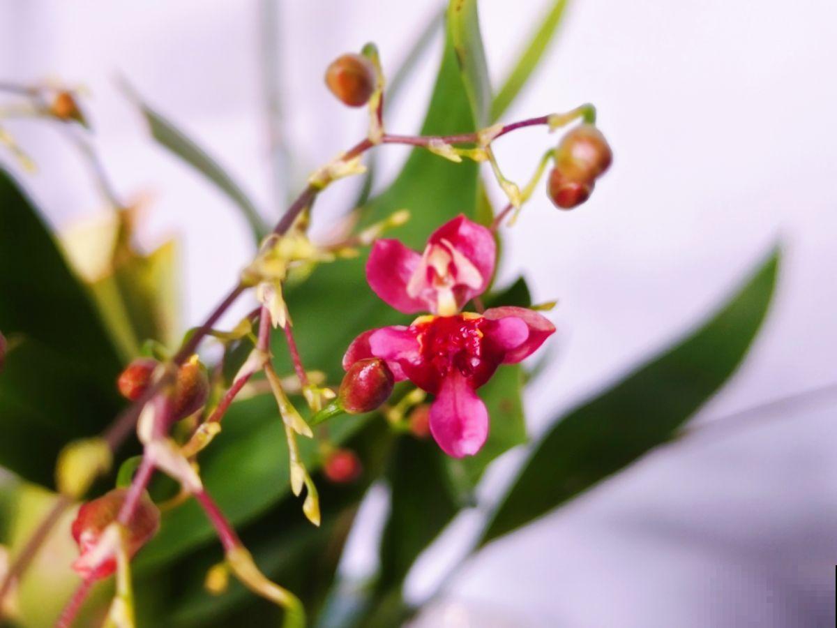 耐阴开花多的文心兰，开花还有奶油的香味，现在养很合适
