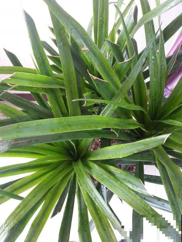 名字里带“龙”的6种花，养在家里镇宅又吉祥，安全感满满