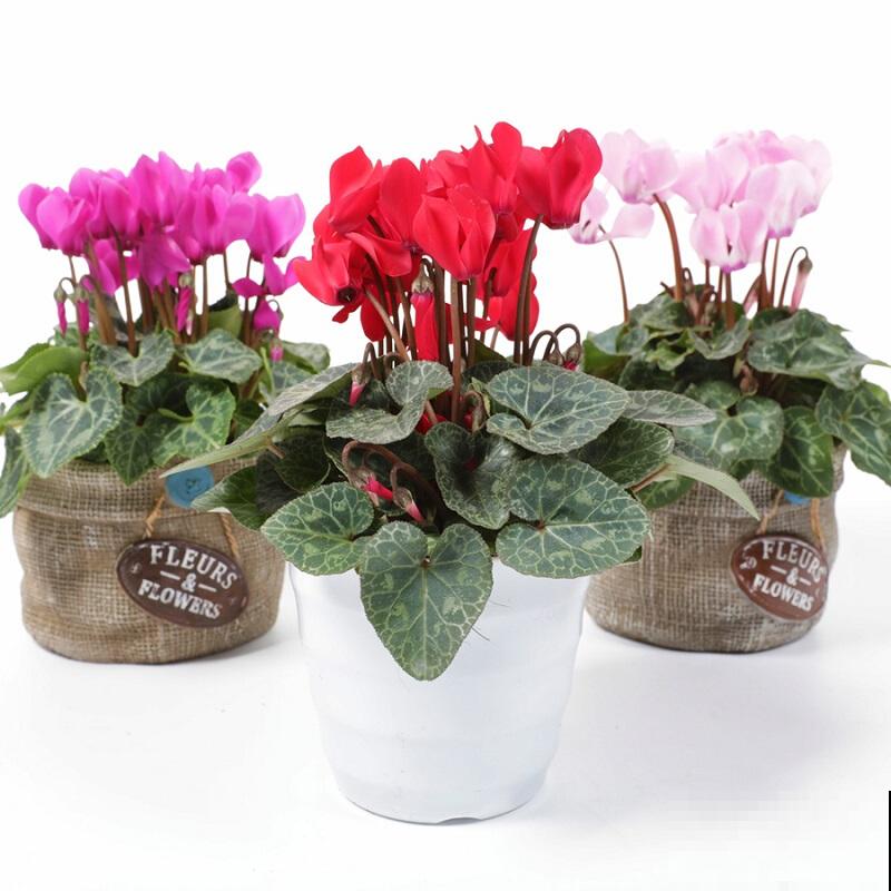 养了5年仙客来的老花匠，跟他学习后，原来爆盆秘诀这么简单