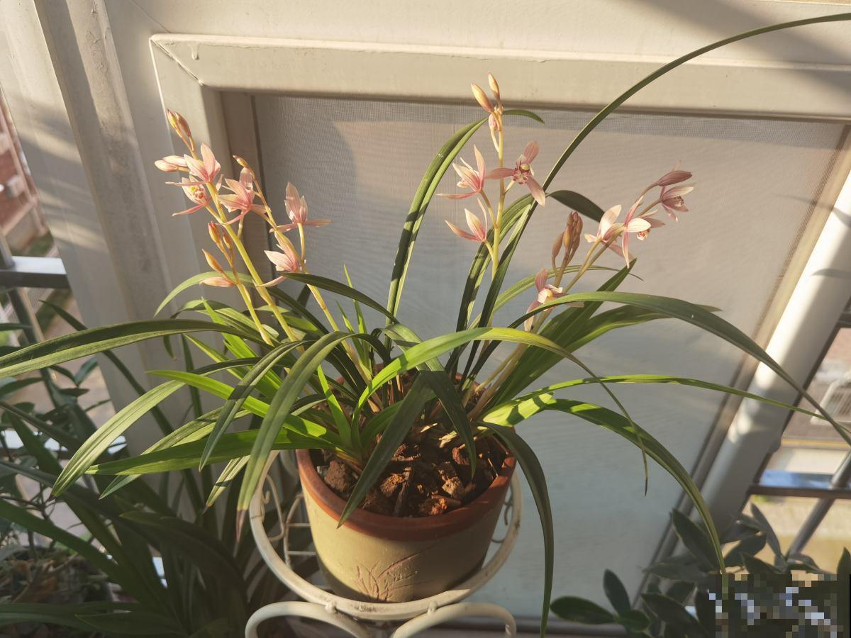 4种花9月份要及时翻盆，开花才会爆，不然明年没花看