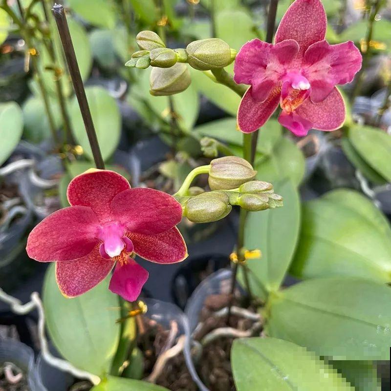 12月啦,快买“喜庆花”,能开3个月,下个月就涨价,别被 12月啦,快买“喜庆花”,能开3个月,下个月就涨价,别被