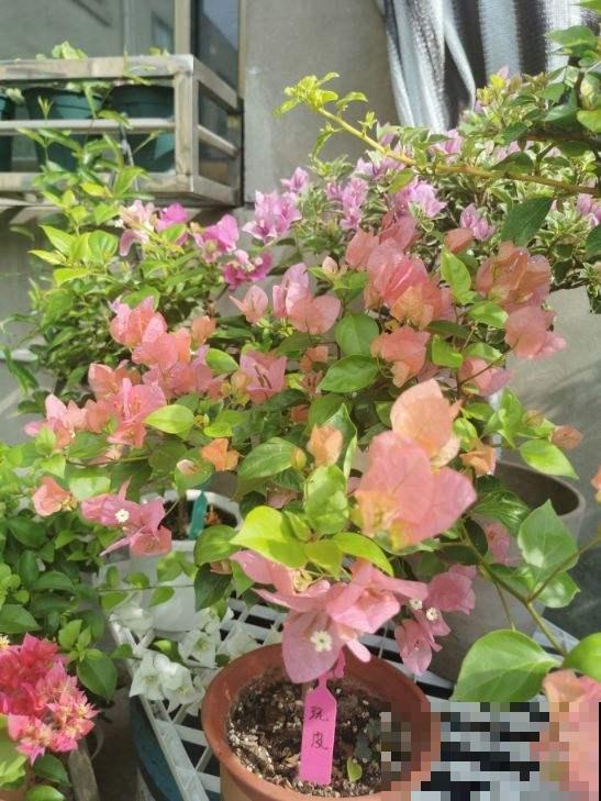 4种“省心爆盆花”，不招虫特干净，适合新手家养