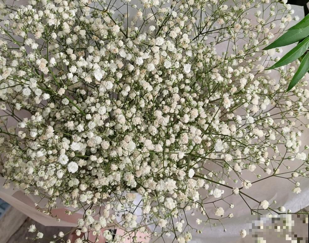 5种花卉冬天不要买，花市猫腻多，新手小白切记