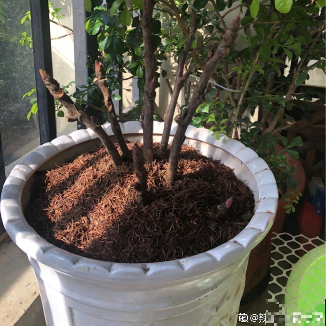 10种花,冬天要休眠,赶紧修剪防冻,才能安全越 10种花,冬天要休眠,赶紧修剪防冻,才能安全越