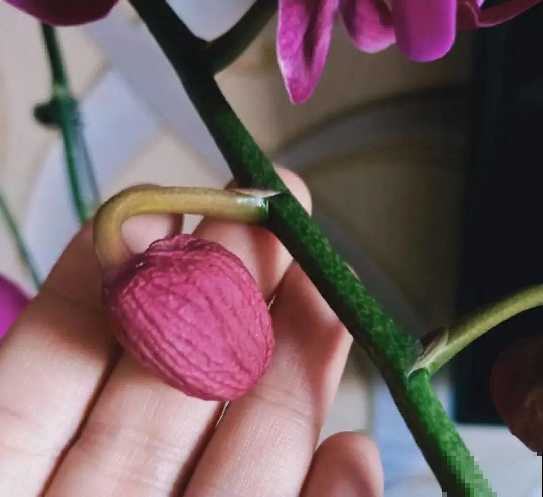 8种花，年年买，年年养死，今年可别当冤大头