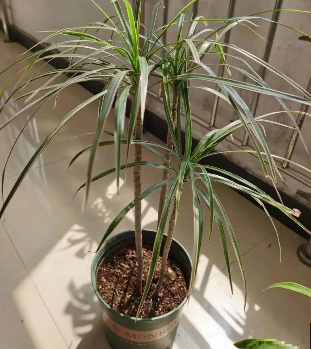 10种花冬天不能断水，勤浇水才能长得旺，叶子油亮有光泽