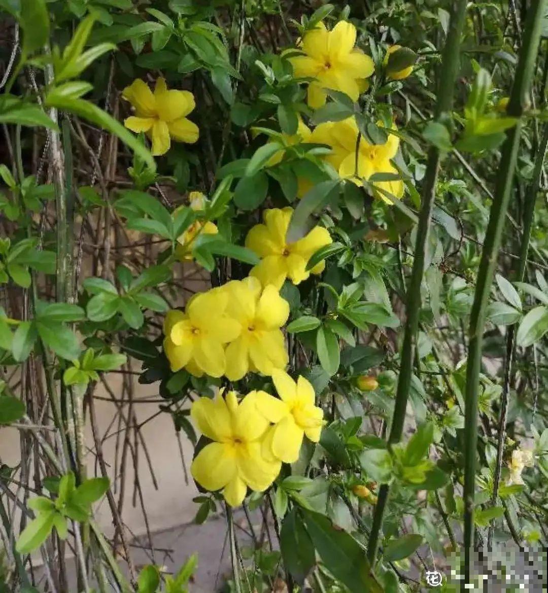 4组花长得太像,实在太容易认错,你能认出几个? 4组花长得太像,实在太容易认错,你能认出几个?