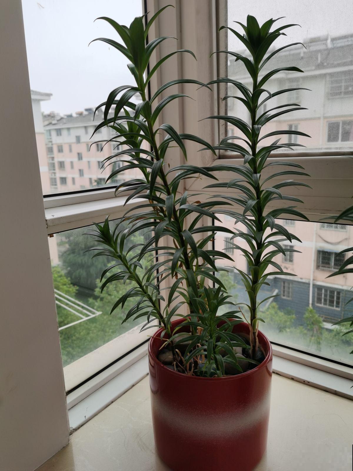 家里养花，这5种情况千万别施肥，不然花都死翘翘