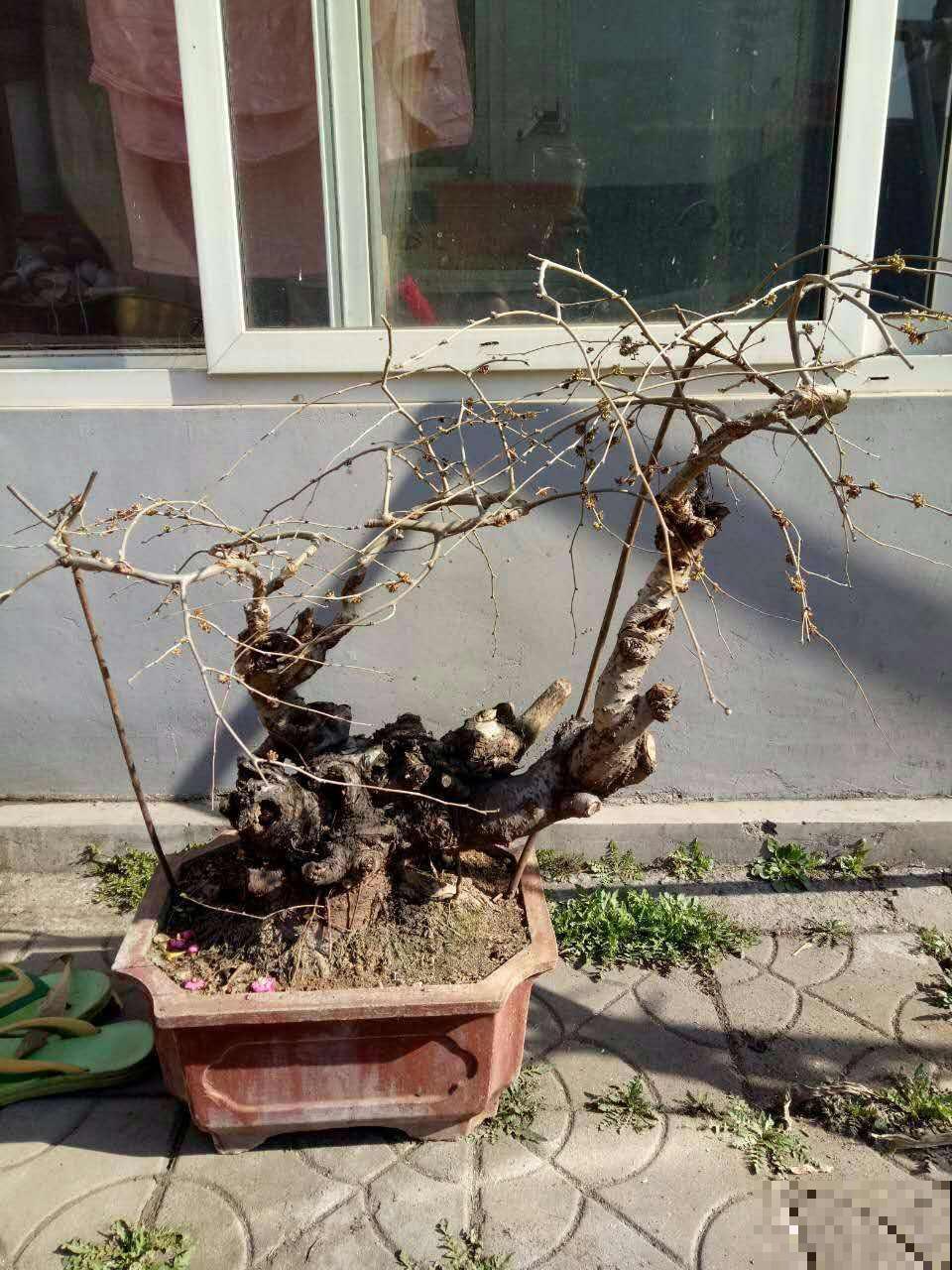 “宅后有榆，百鬼不近”，庭院里养一棵榆树，镇宅又吉祥