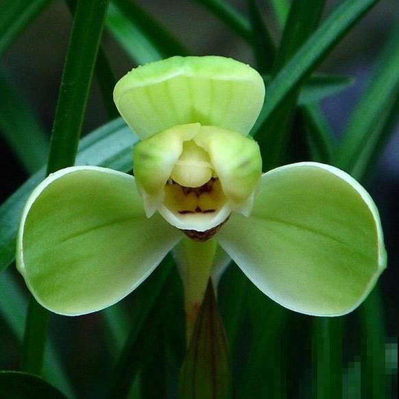 3种花堪称“传家宝”，养得时间越长，就越值钱