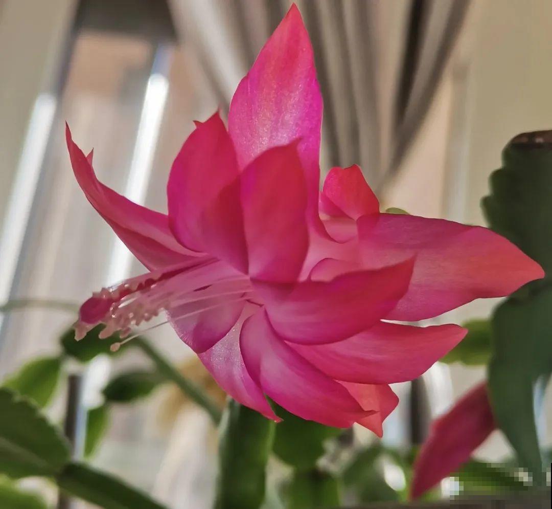 6种花好养活，超适合新手，养护看这篇就够了